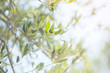 © Khorzhevska - Olive trees. Olive trees garden. Mediterranean olive field ready for harvest. Italian olive's grove with ripe fresh olives. Fresh olives. Olive farm.