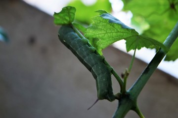 Wall Mural - oleander hawk moth