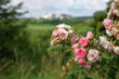 Kwitnące różowe kwiaty dzikiej róży na krzewie, część lekko nieostra,  z bliska, park, w tle, rozmyta, zieleń, trawiasta łąka i zabudowania