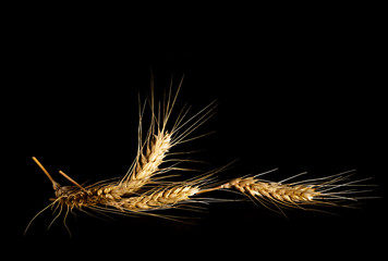 Ripe yellow wheat ears on black background.