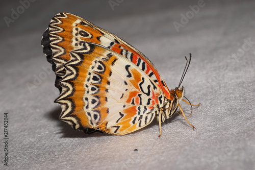 Fotografie, Obraz Macro of painted young black tropical butterfly