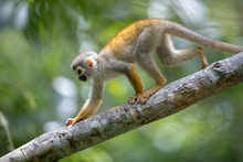 Saimiri Sciureus Scimmia Scoiattolo Foresta Amazzonica Ecuador