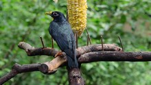 Golden-crested Myna Sitting On Feeder Made Of Tree Branches Or Wooden Twigs And Eating Sweet Corn Against Green Foliage On Background. Adorable Small Exotic Tropical Bird Pecking Hanging Corncob.