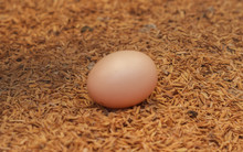 Egg Of Golden Pheasant.