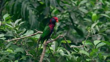 Black-capped Lory Sits On Tree Branch Against Green Foliage Of Tropical Plants On Background, Watches Around And Twitters. Beautiful Bright Colored Exotic Parrot In Wild Nature. Video With Sound.