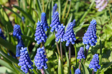 Muscari Armeniacum Plant With Blue Flowers