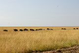 Fototapeta Sawanna - Wildebeest Running