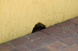 © eleonimages - Hole in the wall near the floor. The mouse mink