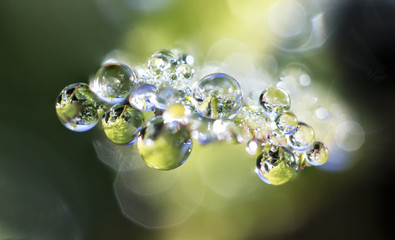 Wall Mural - Dew drops on a green leaf close up background