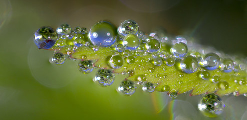 Wall Mural - Dew drops on a green leaf close up background