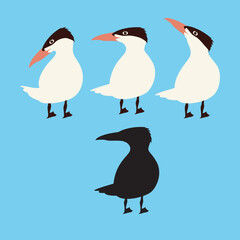 caspian tern  vector illustration flat style black silhouette