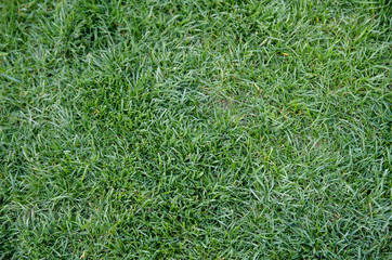 Grass Texture Natural