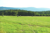 Fototapeta  - Beautiful summer landscape of a green field against a background of blue mountains, bales of hay, a rural landscape, a farm