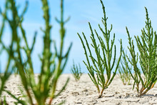 Green Samphire Or Salicornia Plants In Cracked Tan Coloured Clay At The Seashore Of The Wadden Sea The Netherlands At Low Tide Under A Blue Sky From A Low Perspective  