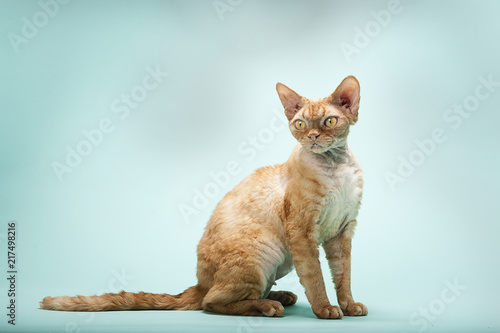 red tabby devon rex