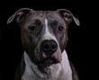 © J.A. - american pitbull terrier gets a closeup head shot