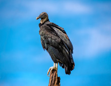 Black Vulture Perched With Blue Sky Background