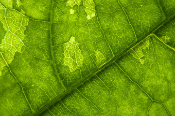 spot leaf detail