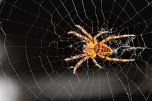 Common Outdoor Spider In Oregon - Cross Orb Weaver (Araneus Diadematus) On The Web.
