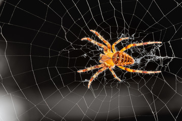 Common outdoor spider in Oregon - Cross orb weaver (Araneus diadematus) on the web.