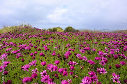 Obrazy kwiaty polne  fioletowe-pole-kwiatow-krokusa