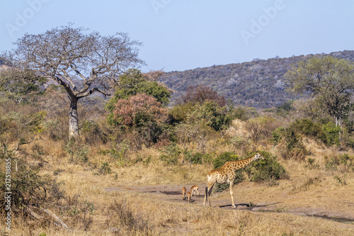 Giraffe in Kruger National park, South Africa ; Specie Giraffa camelopardalis fa Plakát