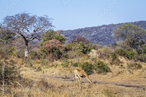 Giraffe in Kruger National park, South Africa ; Specie Giraffa camelopardalis fa Plakát