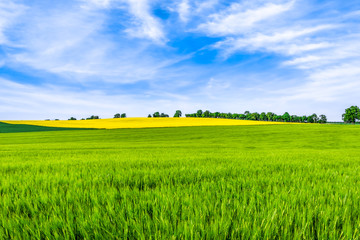 Wall Mural - Spring field scenery and blue sky over fields, green farm, landscape