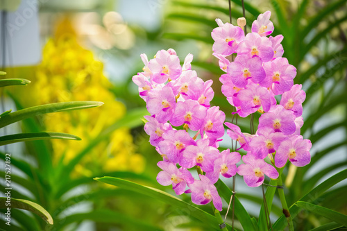 Purple orchid flowers i