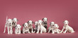 Family of dalmatian puppies dog