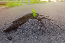 Small And Green Plant Grows Through Urban Asphalt Ground. Green Plant Growing From Crack In Asphalt On Road.  Space For Text Or Design.