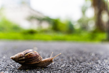 snail in shell crawling on road, summer day in garden with copy space, blurred background.