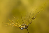 Fototapeta Łazienka - Drop of dew in a Tragopogons parachute
