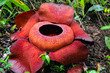 Red Mushroom flower Rafflesia arnoldii is noted for producing the largest individual flower on earth, a horrible odor of decaying flesh. It is endemic to the rainforests in Asia, this one in Malaysia