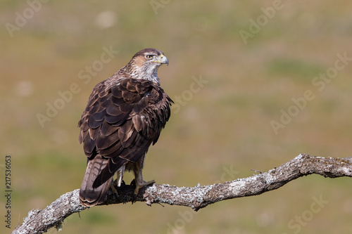 Fotografie, Obraz Bonelli's eagle (Aquila fasciata), Andalusia, Spain