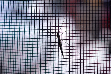 mosquito net wire screen on house window protection against insect