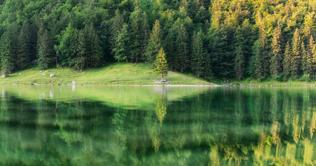 Wall Mural - forest and turquoise lake in the switzerland. forest and reflection on water surface.. beautiful lan