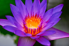 Dieses Tolle Bild Zeigt Eine Aufgeblühte Lila Lotus Blüte. Das Bild Wurde Auf Den Malediven Aufgenommen.