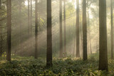 Fototapeta Las - Sunrise with light rays in a forest