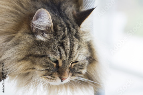 Brown Pet Foreground Of Siberian Cat In Livestock Long Haired