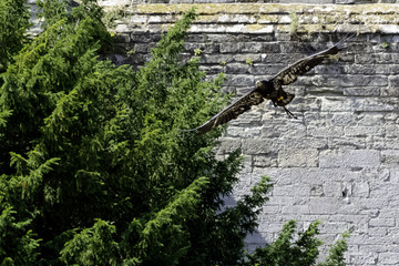 Young bald eagle (Haliaeetus leucocephalus) also known as white-headed or white-tailed eagle, sea eagle or American eagle
