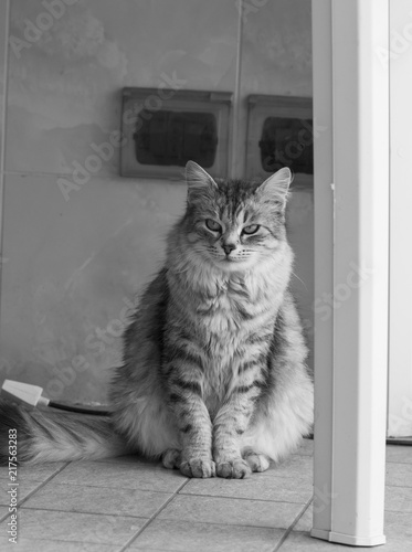 Long Haired Cat In A Garden Hypoallergenic Pet Of Livestock