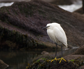 Seidenreiher Egretta garzetta