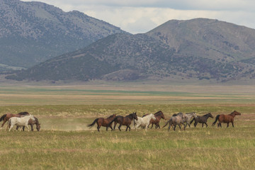 Wild Horses in Utah in Summer