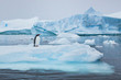 penguin in Antarctica,  wildlife nature, beautiful landscape with icebergs
