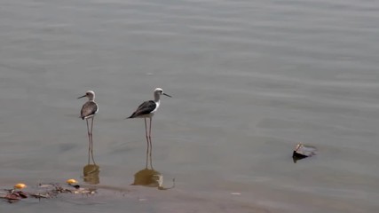 Wall Mural - black-winged stilt (Himantopus himantopus) on wintering in India
