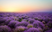 Lavender Field At The Sunset