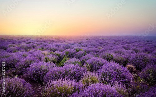 Fotografia  Lavender field at the sunset