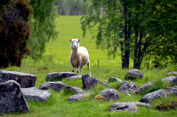 Sheep in nature