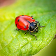ladybug close up with shallow focus